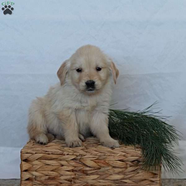 Daisy, Golden Retriever Puppy